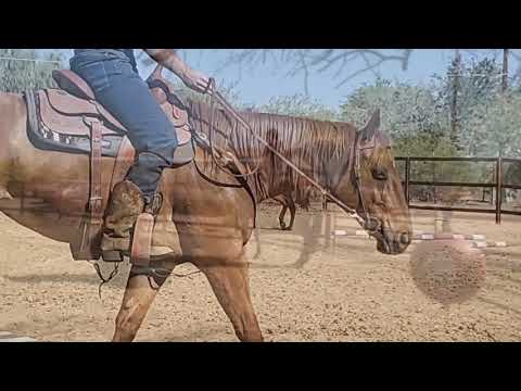 We Got Butts In the Saddles
