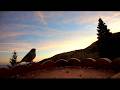 Dark Eyed Juncos, Woodhouse's Scrub Jays, and House Finches at Sunset
