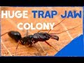 My New HUGE Trap Jaw Colony Update #1