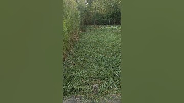 Bán đất thổ cử 106m2 tại Mỹ Lộc, Cần Giuộc, Long An