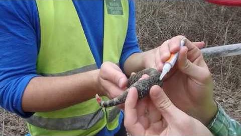 Step 5 - PIT tagging a Massasauga (no audio)