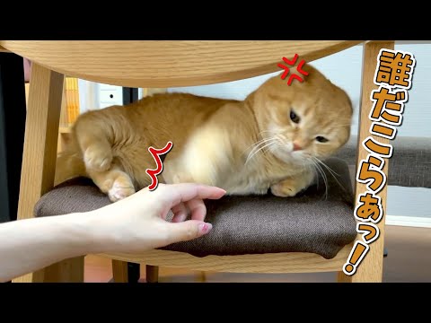 久しぶりに会った姉を忘れて高速猫パンチをしちゃう猫の攻略法