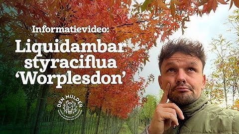 Liquidambar ‘Worplesdon’ vs. Liquidambar styraciflua – Wat is het verschil?