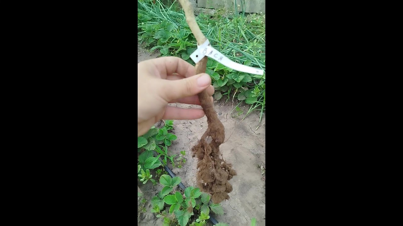 Фундук в контейнері.Це треш.