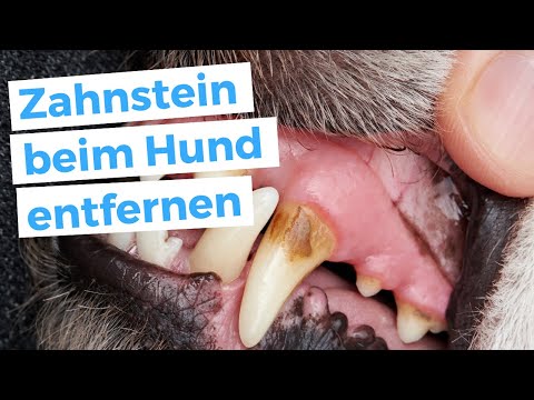 Video: Entfernen die Zusatzstoffe in Hundefutter Plaque?