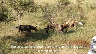 Wild dog kill within 2 minutes after entering Kruger National Park at Malelane Gate.