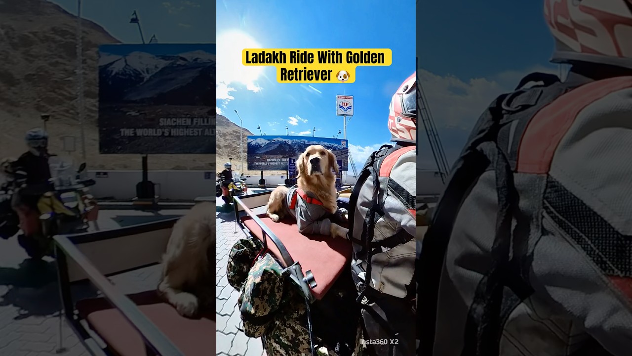 Ladakh bike ride with Golden Retriever || Bike ride with Dog || Ladakh bike ride 