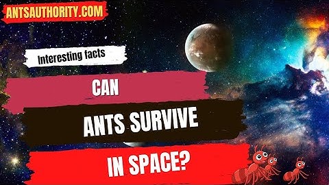 Can Ants Survive In Space?