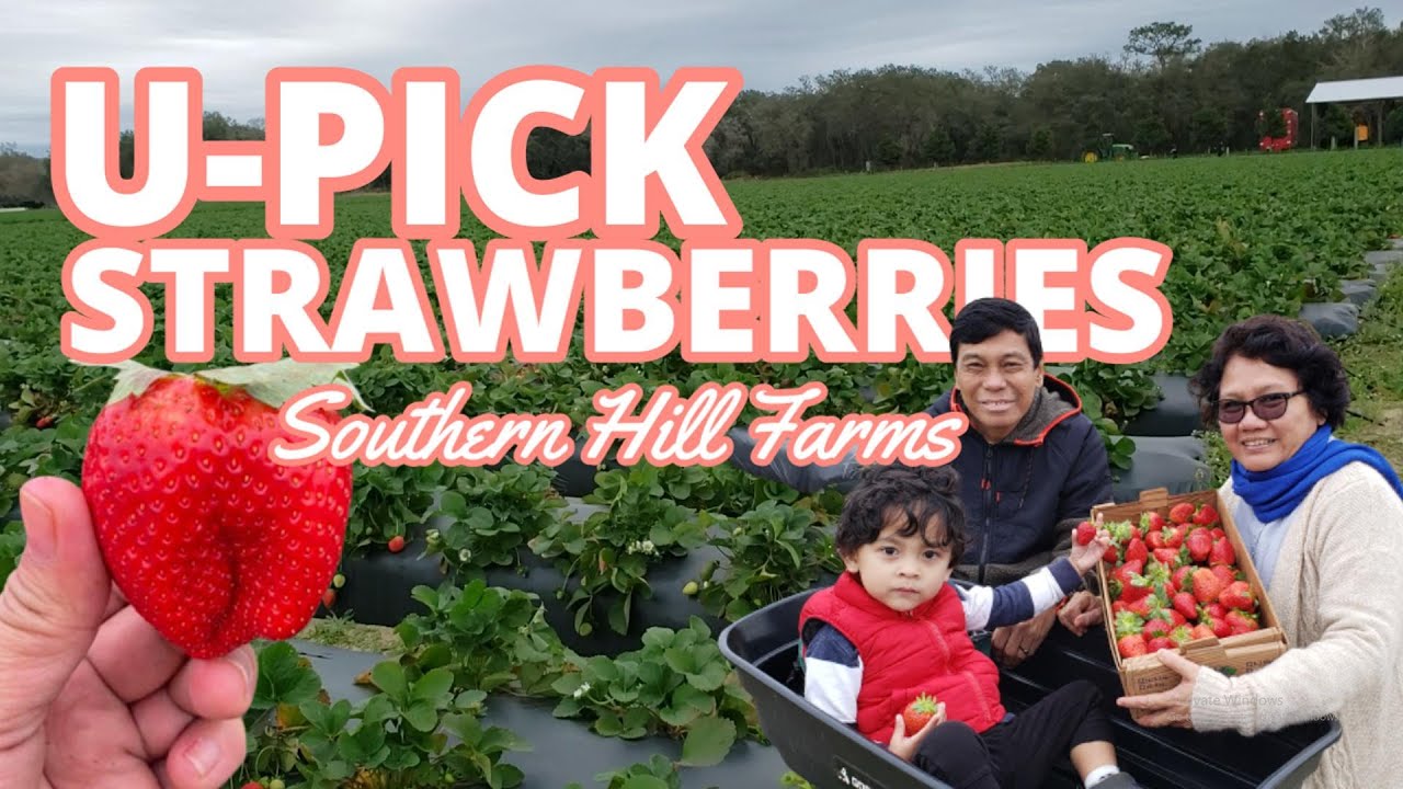 🍓 Strawberry Picking/ WALKING TOUR of a STRAWBERRY FARM in Clermont