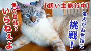 初めてのお世話で猫は心を開いてくれるでしょうか