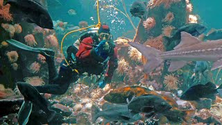 Easter Dive 2020 | Vancouver Aquarium