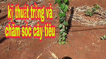 Kỹ Thuật Trồng Và Chăm Sóc Cây Tiêu