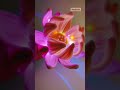 Lotus Flower DIY 🌸 Pipe Cleaner Craft #lotusflower