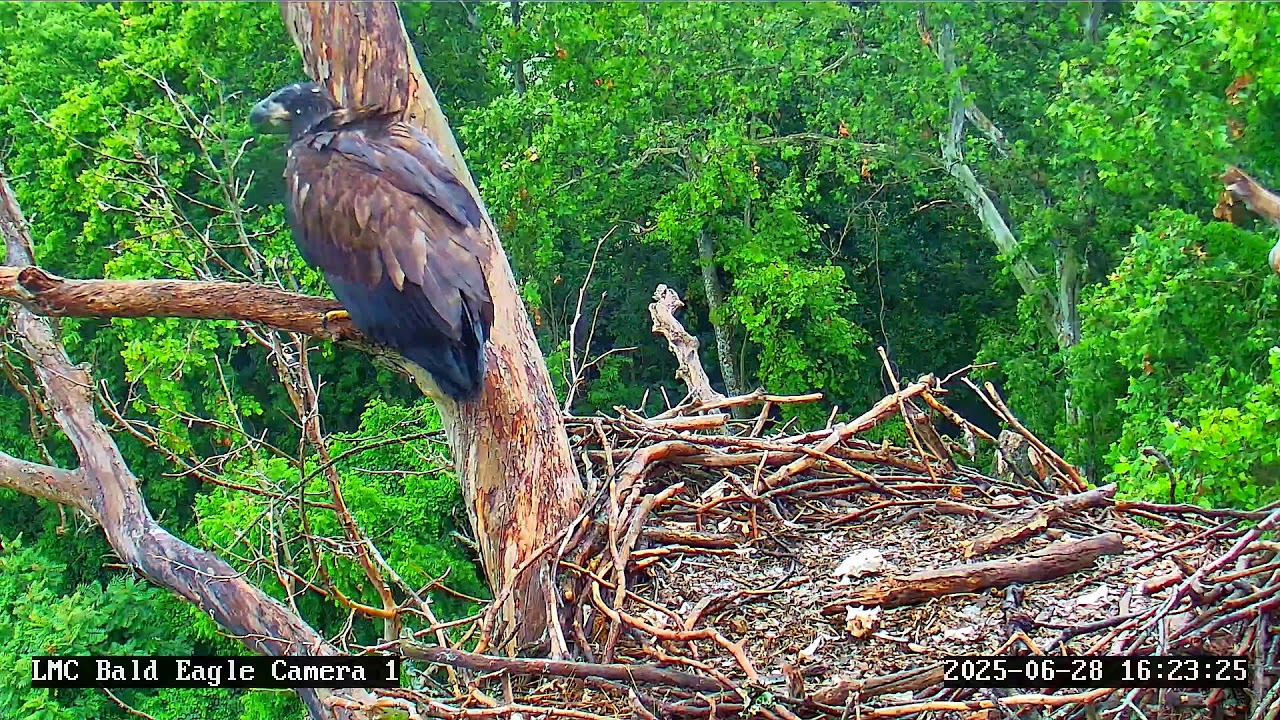 Little Miami Conservancy Bald Eagle Nest Live Camera #1