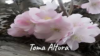 🪽Phonk Toma Altura 🪽Лучший Фонк С 💫💫Летней Атмосферой💫💫