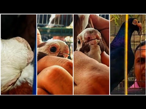 عملاق المراسله المصرى الاستاذ أمير صبرى ودكر مرقع بدماغ قويه بسوق الأحد بالسيده عائشه