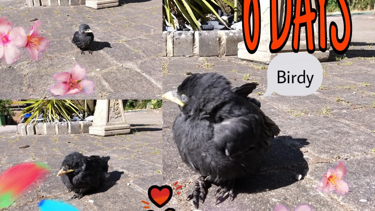Rescue the Baby Jackdaw / feeding /exercise YouTube