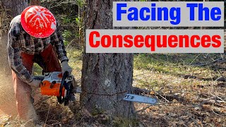 #1 Thing to Know Before Cutting Down Trees