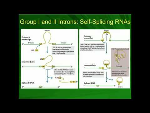 Video: Nucleaire Groep I Introns In Zelf-splitsing En Daarbuiten