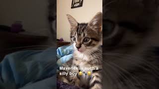 Foster kitten Maverick suckling on air 😂