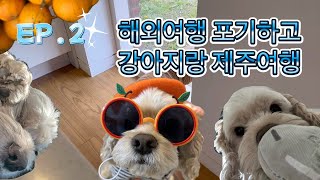 EP.2 해외여행 포기하고 강아지랑 제주여행 본격 시작!/중형견 데리고 제주가기/애견동반