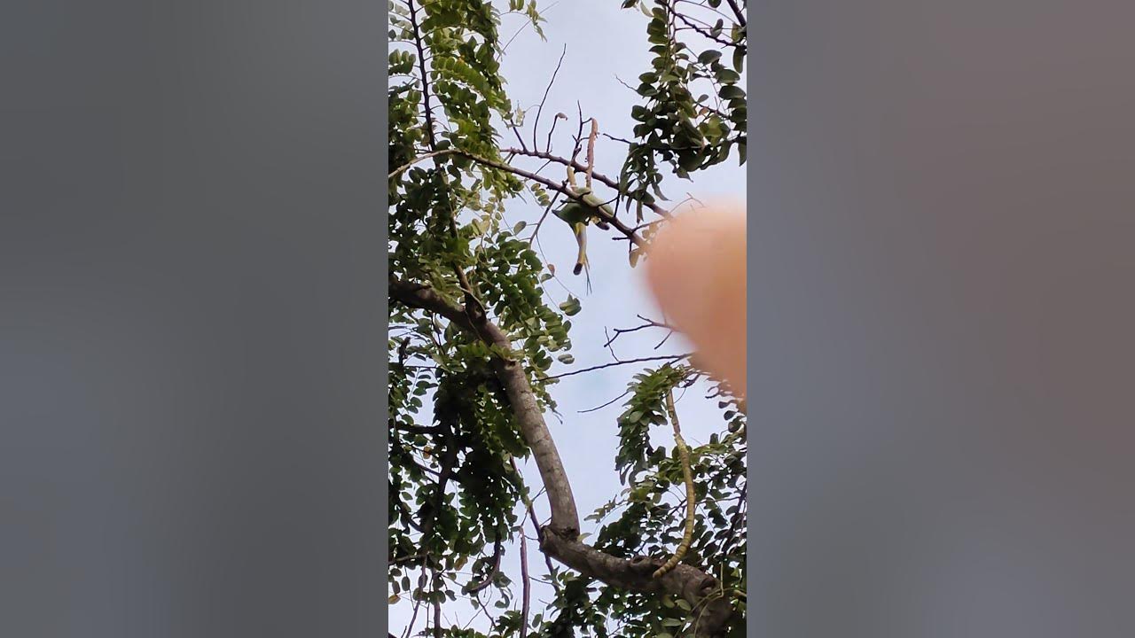 Lab Report in a Nutshell 019 (Bird Eating Seed Pods) YouTube