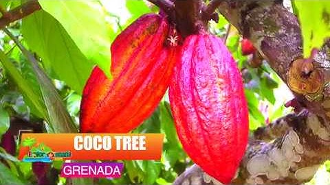 Spice Island Tours Pure Grenada