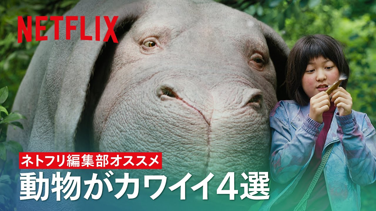 動物が可愛くて癒される作品４選 ネトフリ編集部オススメ Netflix Japan Youtube