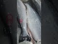 Commercial salmon scaling machine