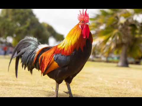 صوت الديك للمونتاج 