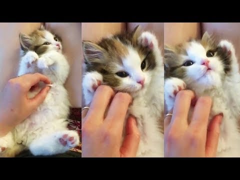 ♥Cute Cats and Kittens Doing Funny Things 2018♥ - Funny Cat compilation