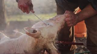 Warning Graphic Content: How to Slaughter & Butcher a Pig in the Balkans