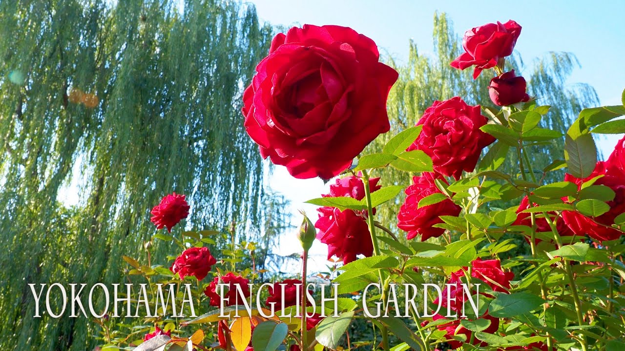 ガーデンローズメイデン プリズマ ガーデン・ローズ・メイデン ガーデンローズメイデン プリズマティックシークレット ガーデンローズ