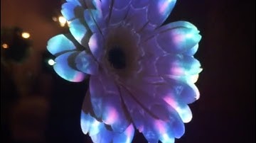 Flower projection mapping Experiment