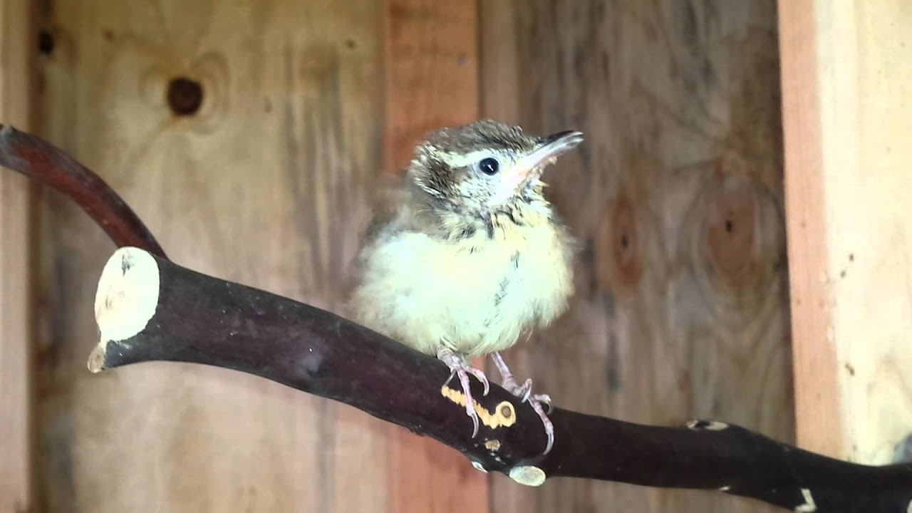 Carolina wren 5 6a 