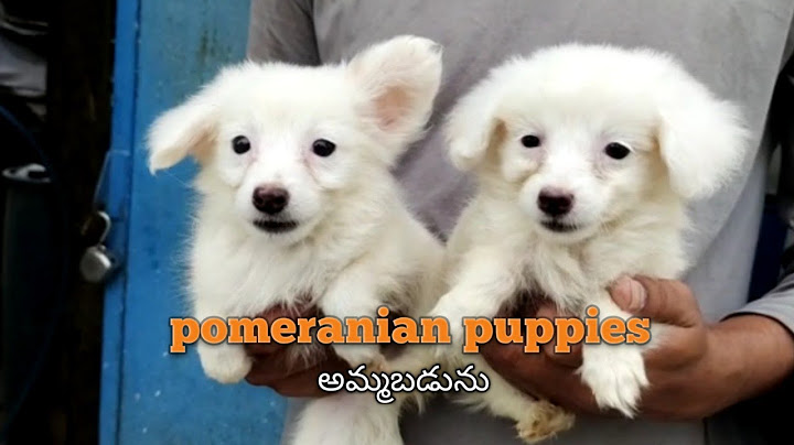 Cheap pomeranian puppies for sale near me