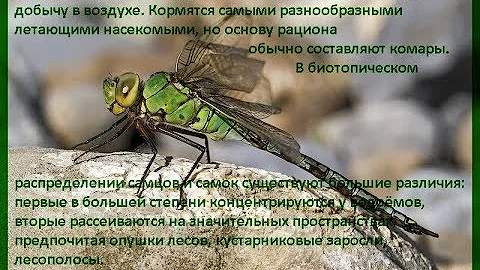 Метаморфоз стрекозы/ Превращение личинки во взрослое насекомое