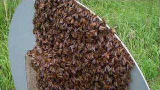 Bee swarm at Saltholme