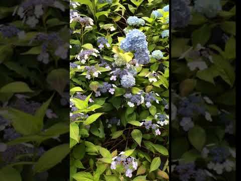 Video: Bluebird Hydrangea Info: Growing Bluebird Lacecap Hortensien