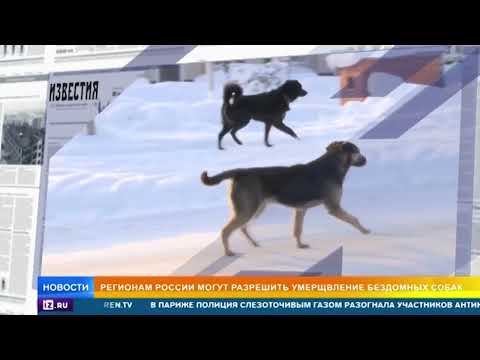 В Госдуму внесут законопроект о наказании за нападение бездомных собак