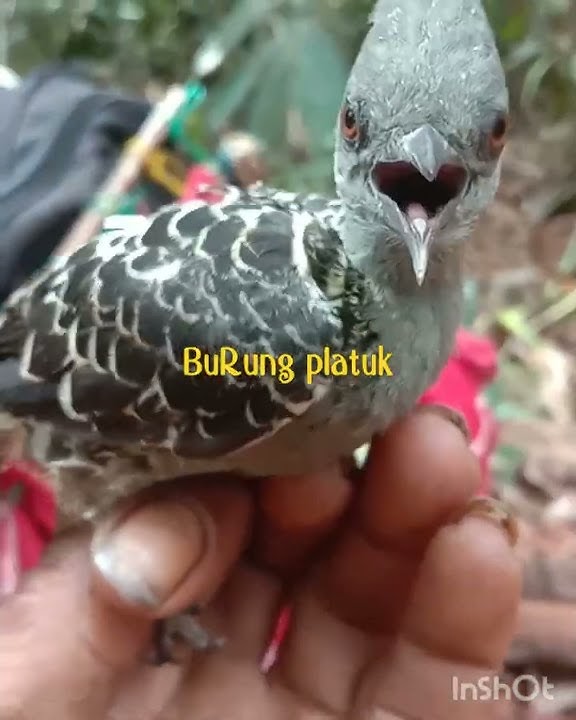 Burung unik