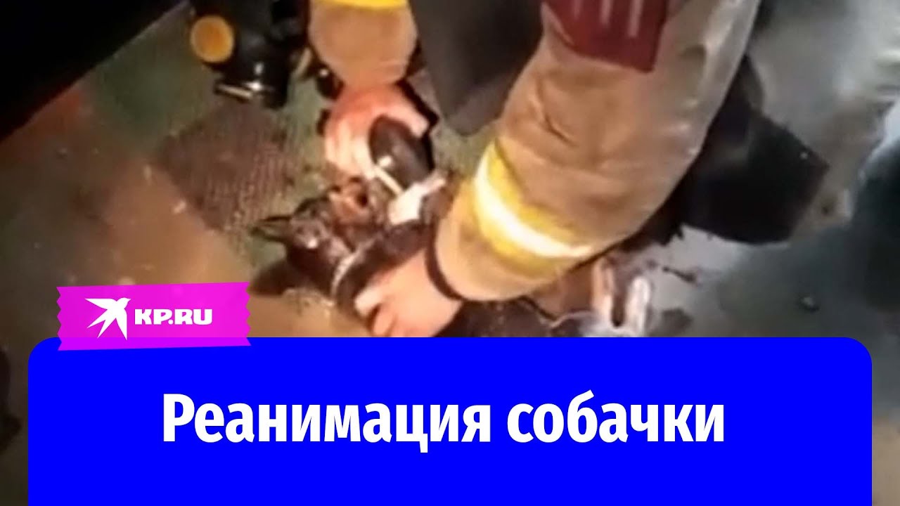 В Ангарске пожарный спас собаку, которую нашли в обгоревшей квартире