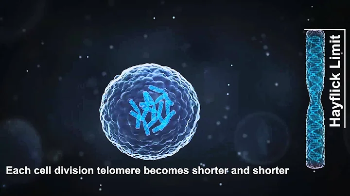 Telomere Chromosome DNA Hayflick Limit