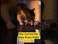 A Monther Cat Carried Her Baby Every Night — Until Help Came 🥺🥺 #shorts #trending #cat