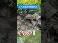 【渓流釣り】これが源流の醍醐味