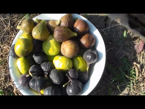 Видео: Сбор инжира: как и когда собирать инжир