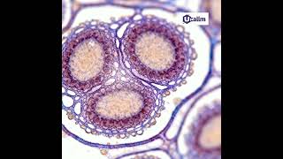 U2OS Cells: A Versatile Model for Cancer and Cell Biology Research