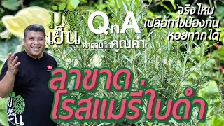 มือเย็น QnA I ตอน ลาขาดโรสแมรี่ใบดำ