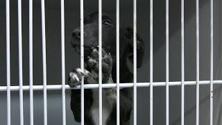 FAYETTE COUNTY HUMANE SOCIETY CODE RED