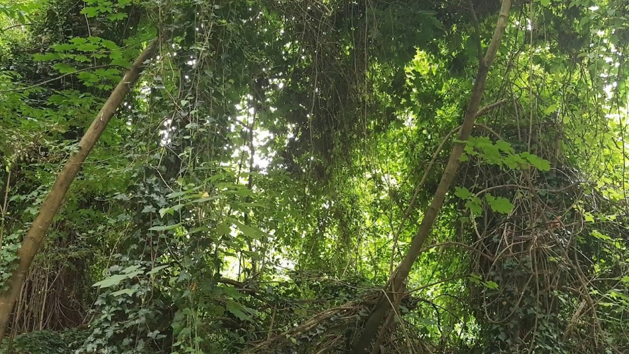 Les émanants ou esprits de la nature